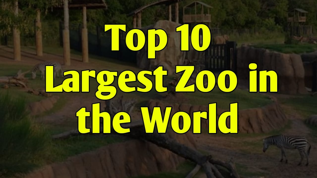 The World's Top 10 Zoos